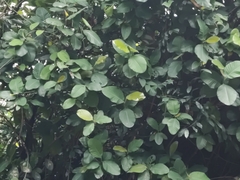 Dillenia suffruticosa