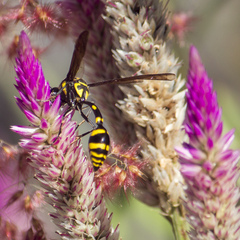 Phimenes flavopictus