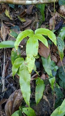 Dryopteris pseudosieboldii