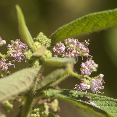Callicarpa pilosissima