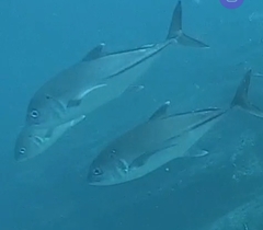 Caranx sexfasciatus