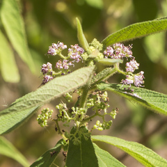 Callicarpa pilosissima