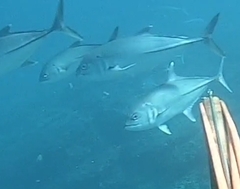 Caranx sexfasciatus