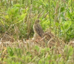 Anthus godlewskii