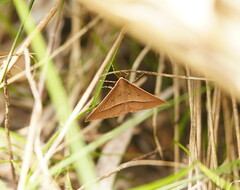 Epidesmia chilonaria