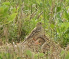 Anthus godlewskii