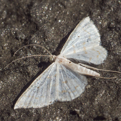 Derambila fragilis