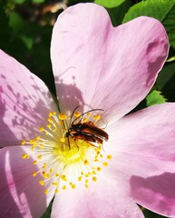 Alosterna tabacicolor
