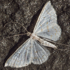 Derambila fragilis
