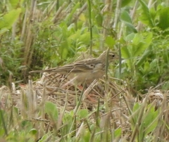 Anthus godlewskii