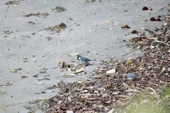 Parus minor commixtus