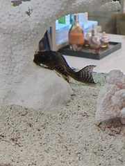 Pterygoplichthys