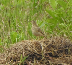 Anthus godlewskii