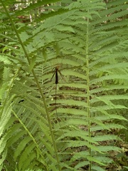 Megarhyssa atrata