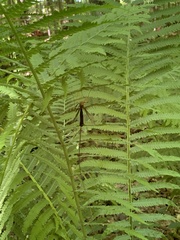 Megarhyssa atrata