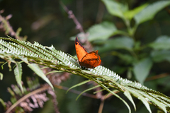 Charaxes harmodius