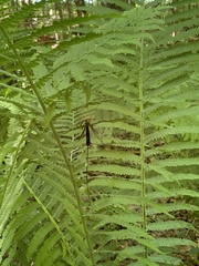 Megarhyssa atrata