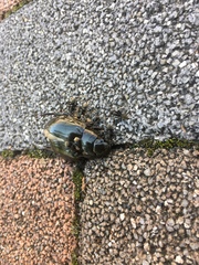 Hydrophilus acuminatus