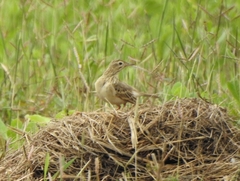 Anthus godlewskii