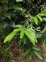 Cinnamomum iners