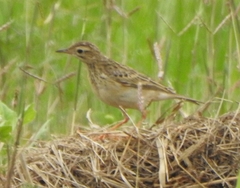 Anthus godlewskii