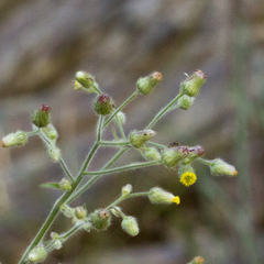 Blumea sinuata