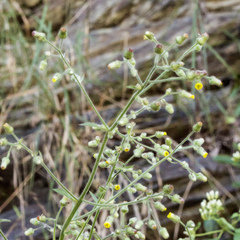 Blumea sinuata