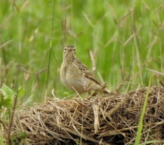 Anthus godlewskii