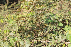 Ziziphus oenopolia