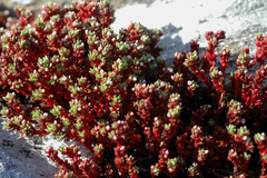 Crassula moschata