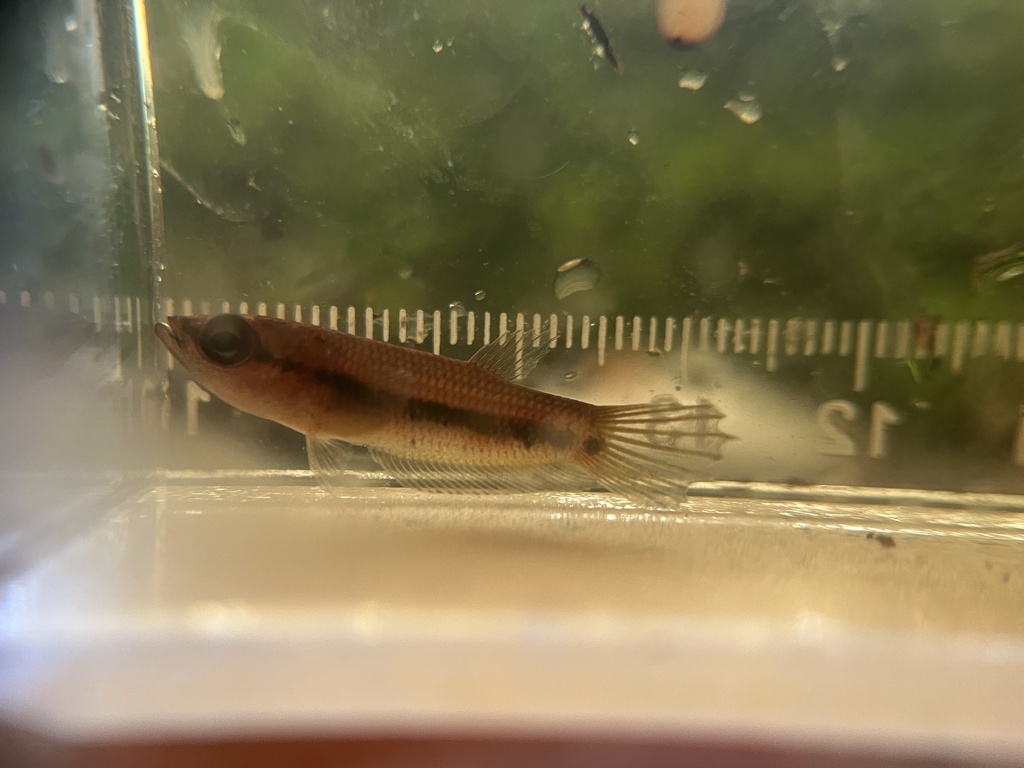 Tom's betta (Betta tomi) — Osphronemidae