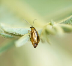 Monolepta subsuturalis