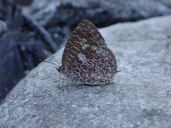 Arhopala birmana asakurae