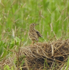 Anthus godlewskii