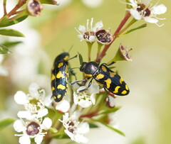 Castiarina octospilota
