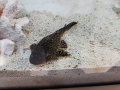 Pterygoplichthys