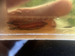 Parosphromenus alfredi