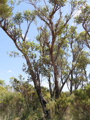 Eucalyptus staeri