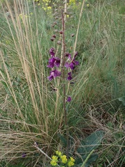 Verbascum phoeniceum