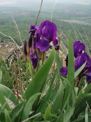 Iris aphylla