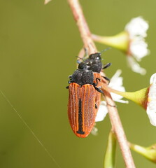 Castiarina erythroptera