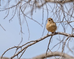 Aphelocephala leucopsis