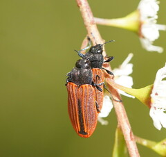 Castiarina erythroptera