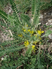 Astragalus exscapus
