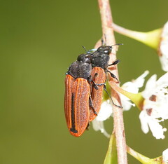 Castiarina erythroptera