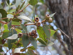 Eucalyptus staeri