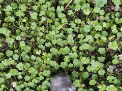 Hydrocotyle heteromeria