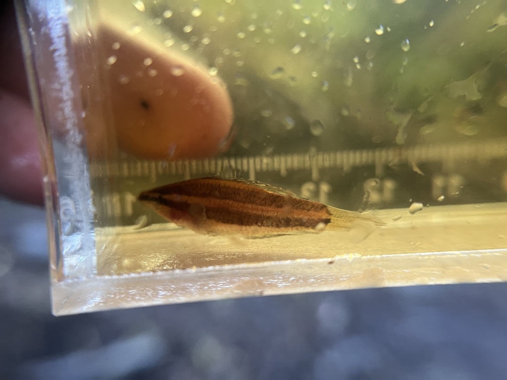 Nagy's Licorice Gourami