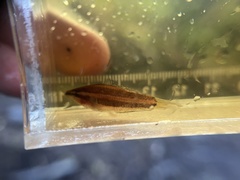 Nagy's Licorice Gourami photo 1