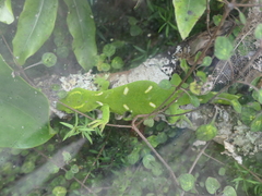 Naultinus